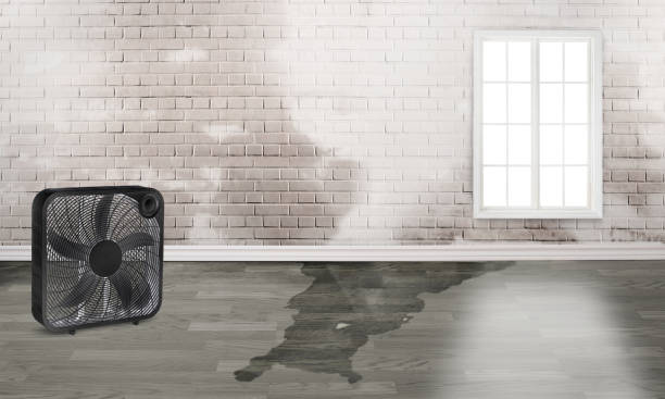 Best Local water damage restoration  in Jersey Shore, PA